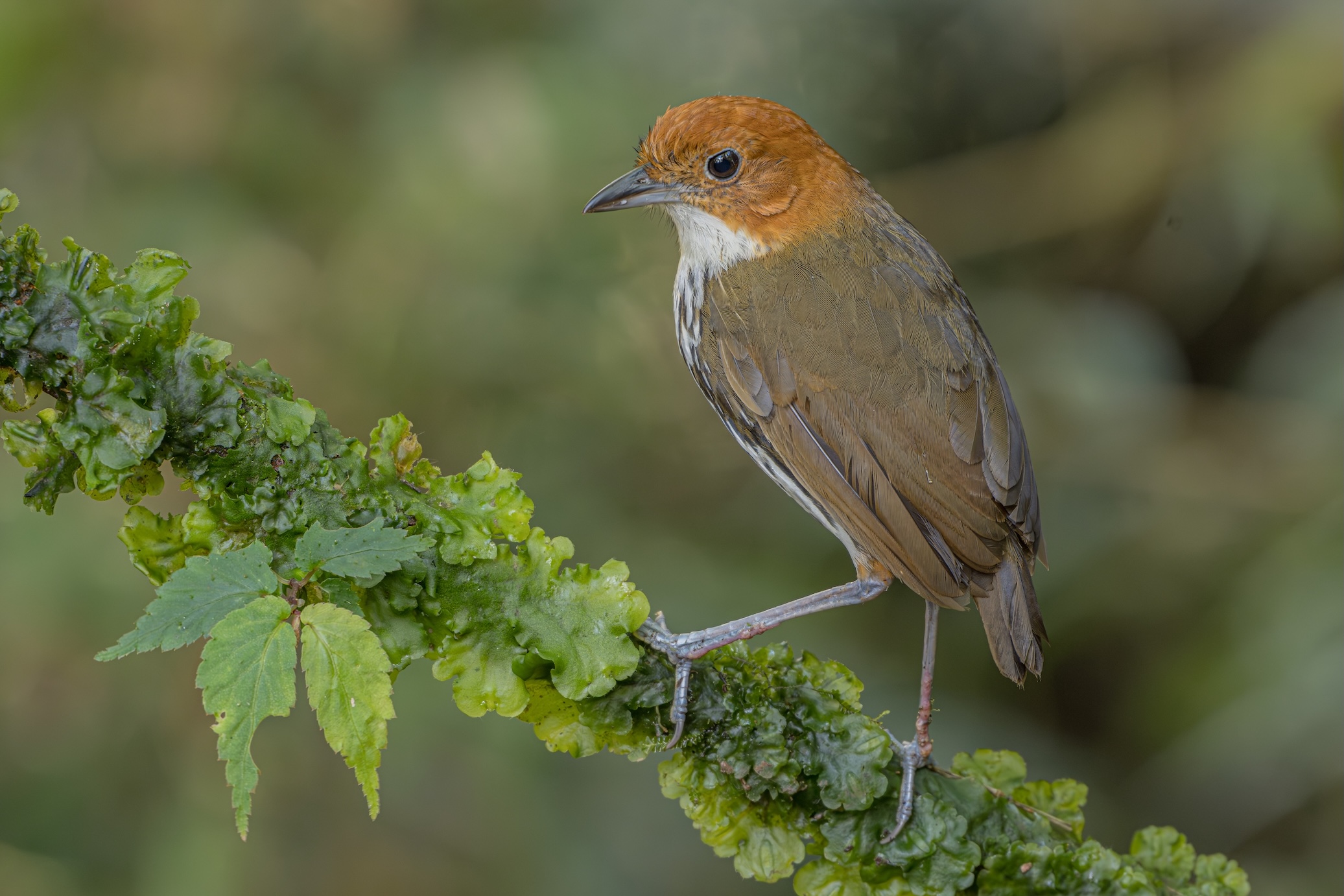 Colors of the Andes: Colombia Bird Photography Tour